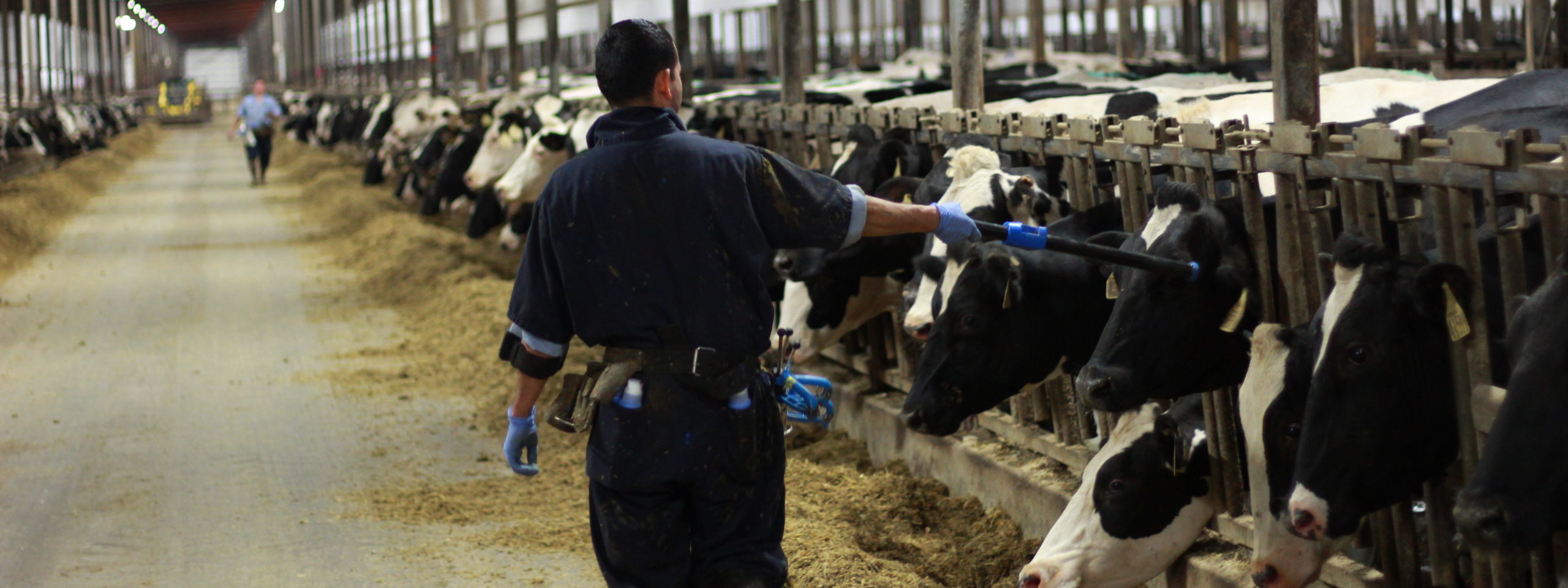 Scanning cows