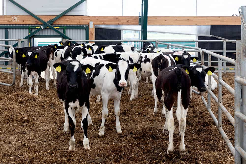 Advantages of managing heifer growth when replacement dairy heifer numbers are tight and expensive