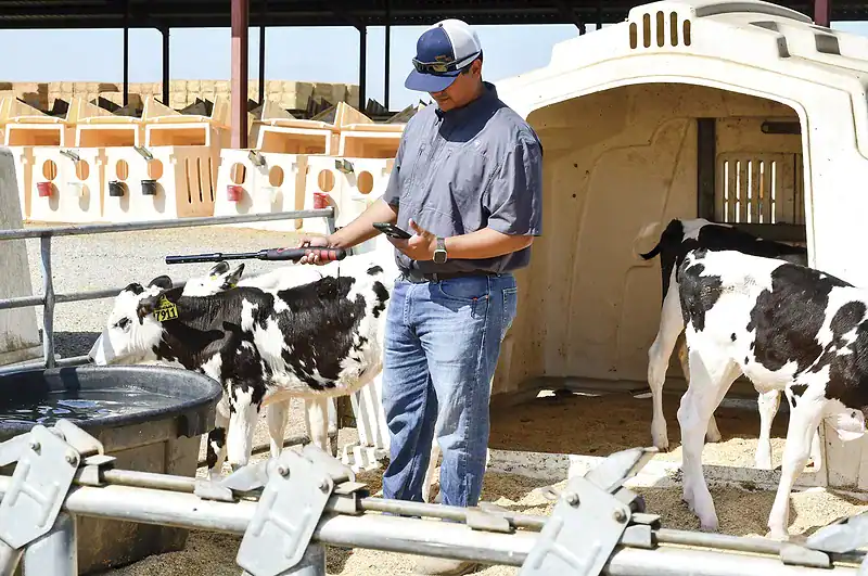 The true cost of a replacement dairy heifer is more than the raising bill