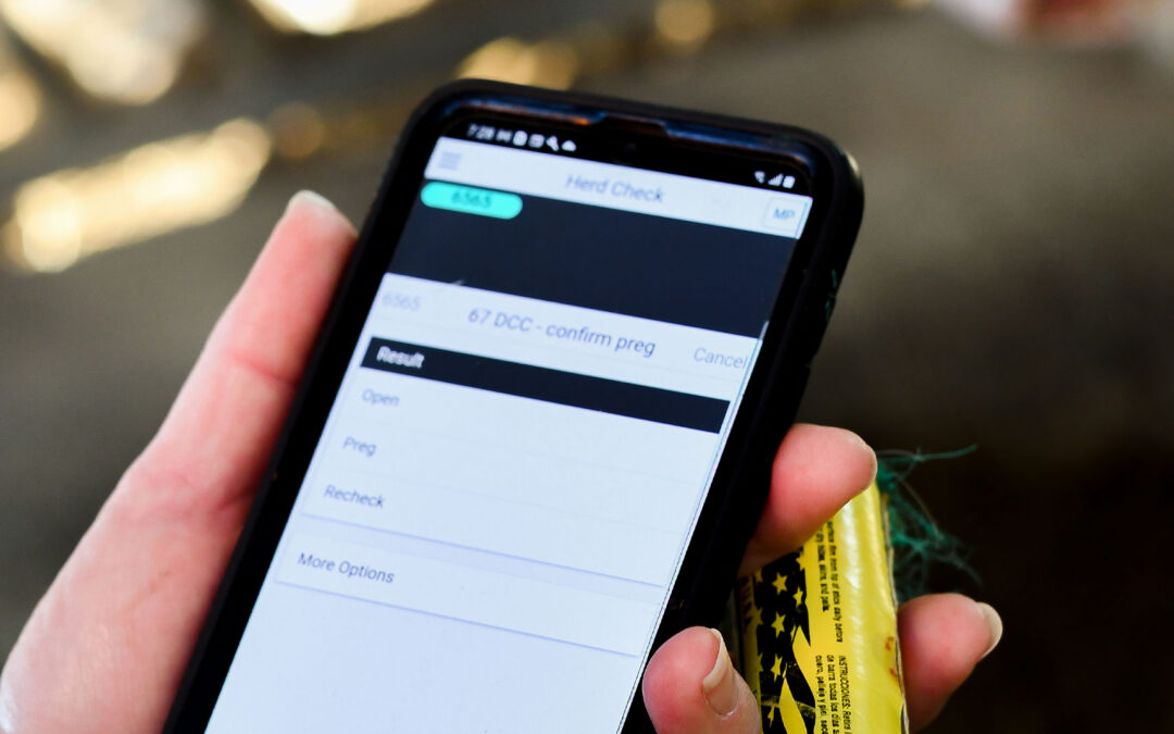 BoviSync and My Dairy Dashboard connect for greater insights